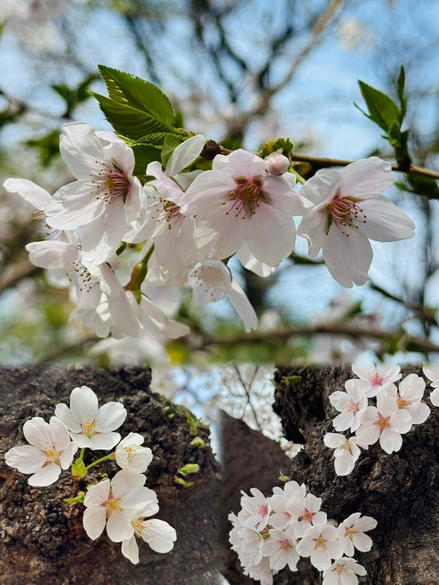 A Dreamy Day Trip from Busan: Cherry Blossoms in Full Bloom at 83 Tower E-World, Daegu