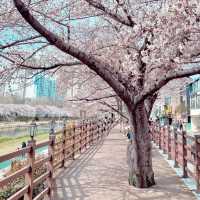 SPRINGTIME SERENITY | A WALK THROUGH ONCHEONCHEON STREAM