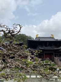 志蓮淨苑｜睡蓮🪷正盛開💕