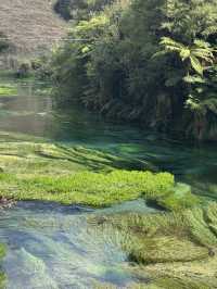 🇳🇿100 Years in the Making: Nature’s Purest Water from Blue Spring