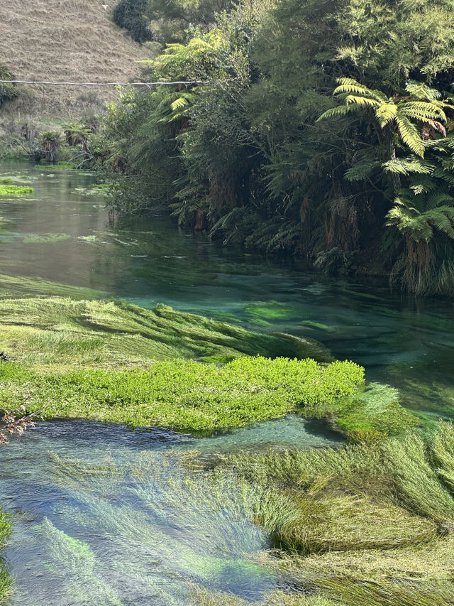 🇳🇿100 Years in the Making: Nature’s Purest Water from Blue Spring