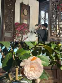 A Camellia Lover’s Dream: The Enchanting Liuyuan Camellia Exhibition