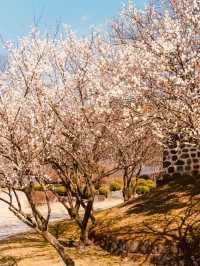 Cherry Blossom Heritage: Uam Park's Picturesque Historical Setting