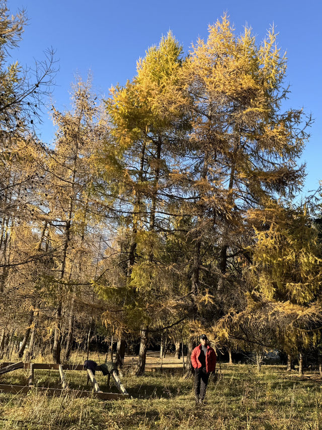 Autumn in Kyrgyztsan 🇰🇬