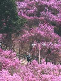 🌸 분홍빛 물결에 빠지다 – 진달래축제
