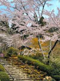 大原三千院賞櫻，古木參天的優雅日式庭園