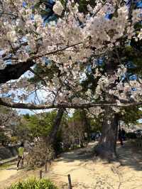 【夙川河川敷緑地｜桜の名所100選に選ばれた、春だけの絶景さんぽ道🌸】