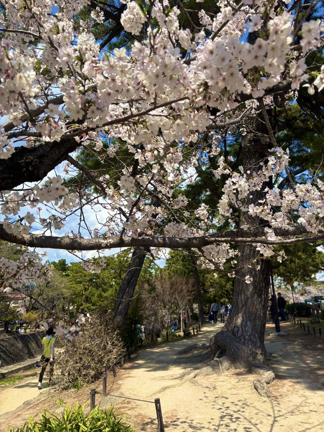 【夙川河川敷緑地｜桜の名所100選に選ばれた、春だけの絶景さんぽ道🌸】