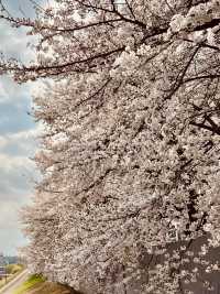 Spring's Floral Ribbon: Anyangcheon's Charming Blossom Walkway"