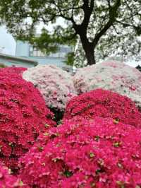 Azaleas in Full Bloom at Nezu Shrine💐