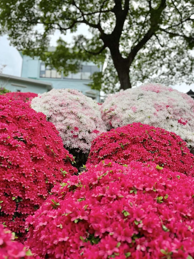 Azaleas in Full Bloom at Nezu Shrine💐