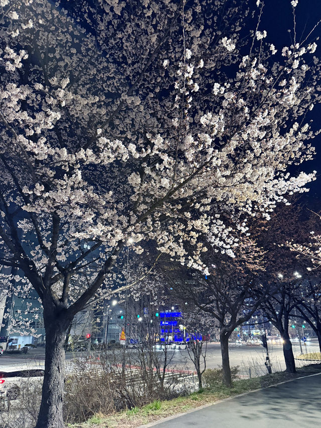 국내 꽃여행 추천지