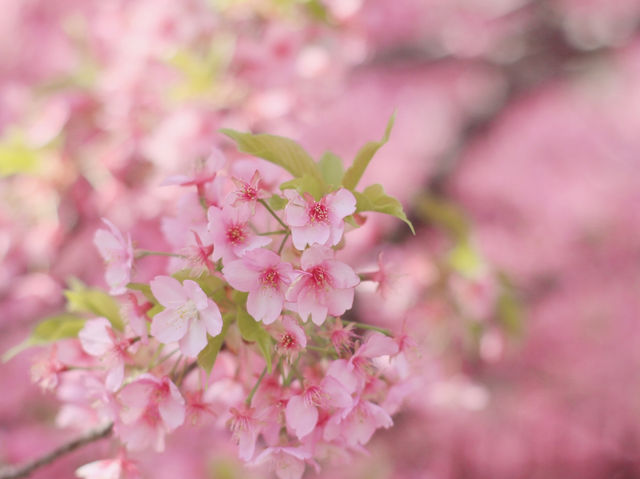 Kawazu-Zakura Cherry Trees in Yodo, Kyoto 
