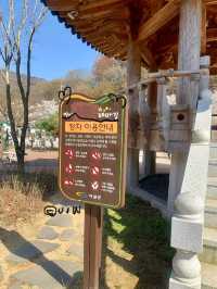 부산 봄 데이트는 여기서! (실시간 만개)