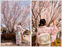 【名古屋】徳川園で歴史と桜の共演を堪能🌸✨