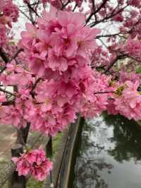 🌸** 春天賞櫻的絕佳去處**🌸