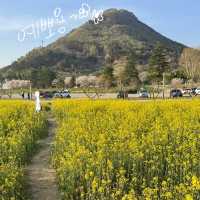 실시간 유채꽃이 만개한 양산 황산공원 💛