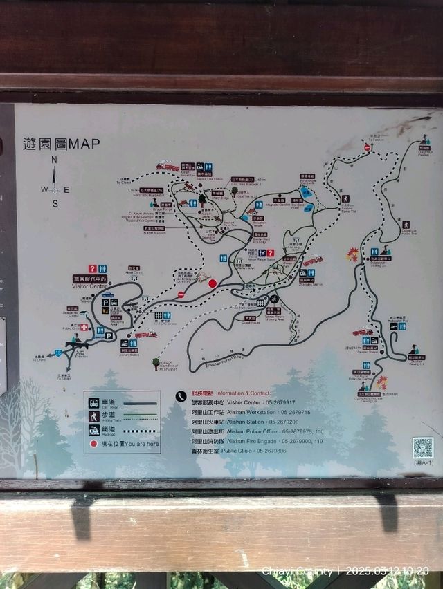 ไปดู The King of Cherry Blossom Alishan 