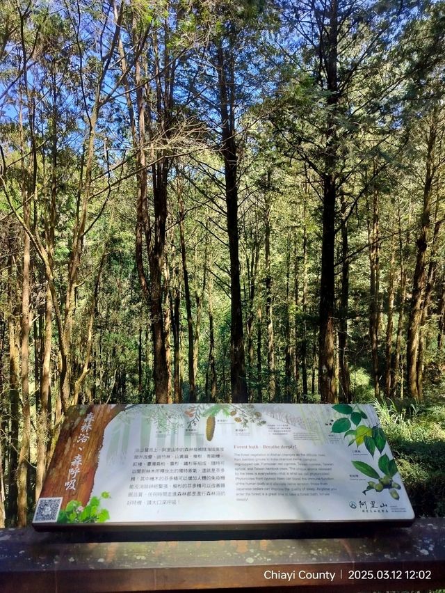 ไปดูต้นไม้ 3 ช่วงอายุ รถไฟ Alishan 