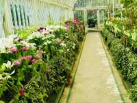 Step Into Spring at the Palm House, Belfast