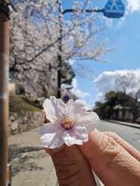 Cherry Blossoms in Japan
