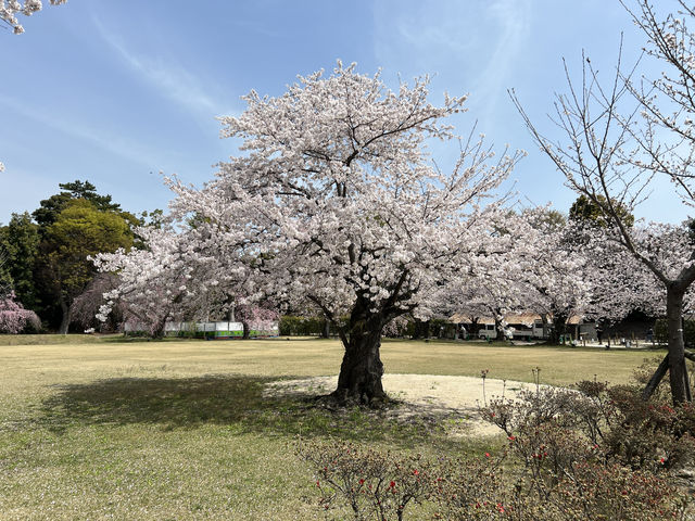 다양한 종류의 벚꽃🌸을 보고 싶다면 무조건 니조성 🏯 元離宮二条城