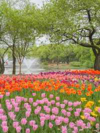 그냥 산책하러 갔는데… 완전 튤립축제🌼