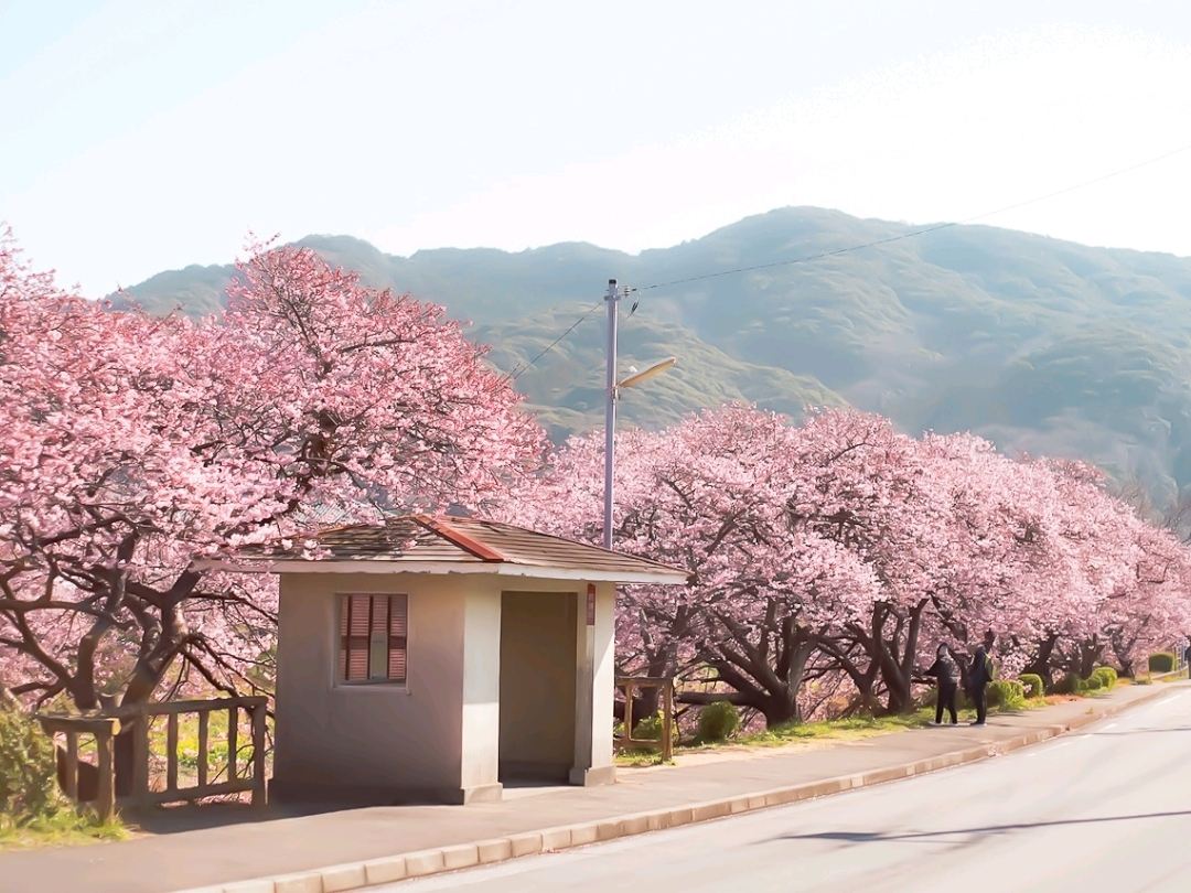 2026 Minamiizu ] Festival of cherry blossom and rapa flowers in
