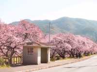 Pink & Gold Paradise — Discover Spring Early at Minami no Sakura to Nanohana Matsuri
