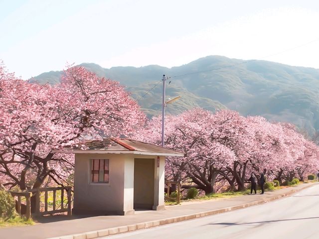 Pink & Gold Paradise — Discover Spring Early at Minami no Sakura to Nanohana Matsuri