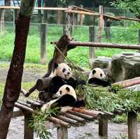 CHONGQING | PANDA ZOO