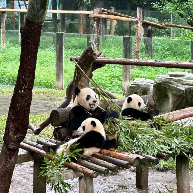 CHONGQING | PANDA ZOO