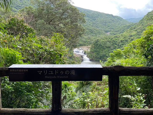 【西表島】東洋のガラパゴス　in西表島