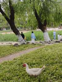 很舒適，很寫意的一個公園
