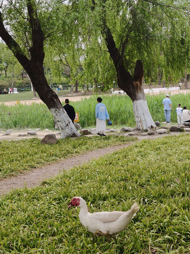 很舒適，很寫意的一個公園