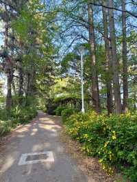 Spring Walks at Yumenoshima Green Road Park