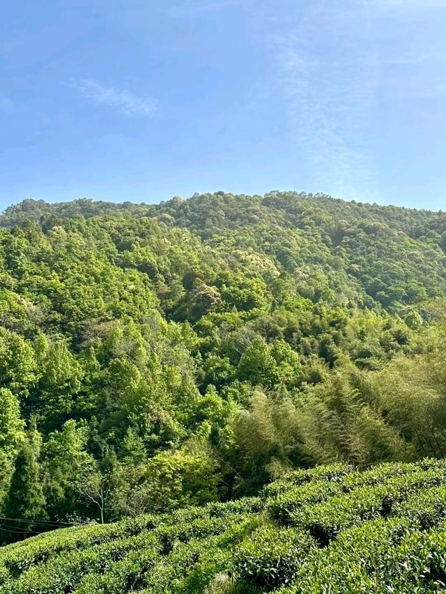 Fangjia Tea Garden: A Scenic Retreat for Tea Lovers