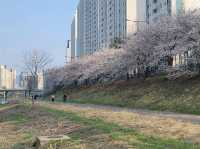 충훈부 벚꽃길, 봄을 가장 예쁘게 걷는 방법🌸 안양 벚꽃 산책