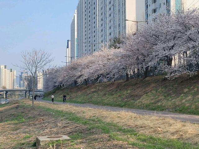 충훈부 벚꽃길, 봄을 가장 예쁘게 걷는 방법🌸 안양 벚꽃 산책