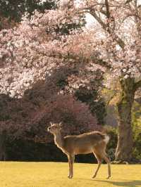 大阪・京都から1 Day Trip🌸🦌