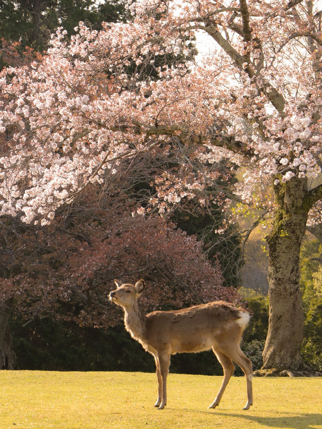 大阪・京都から1 Day Trip🌸🦌