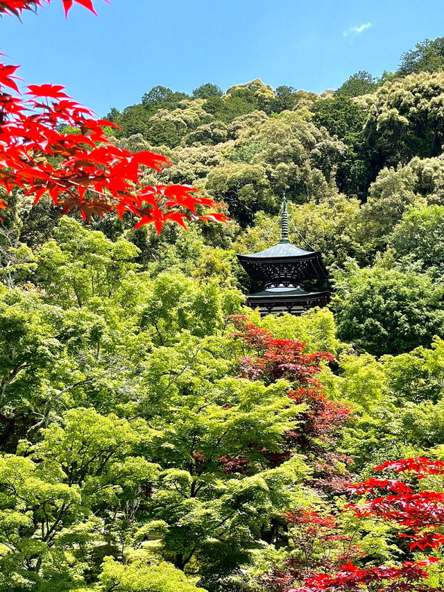 【京都】青紅葉の天国🍁 絶景スポット多数あり