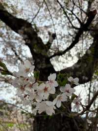 Oshino Village Cherry Blossoms – A Fairytale Fuji Floral Escape