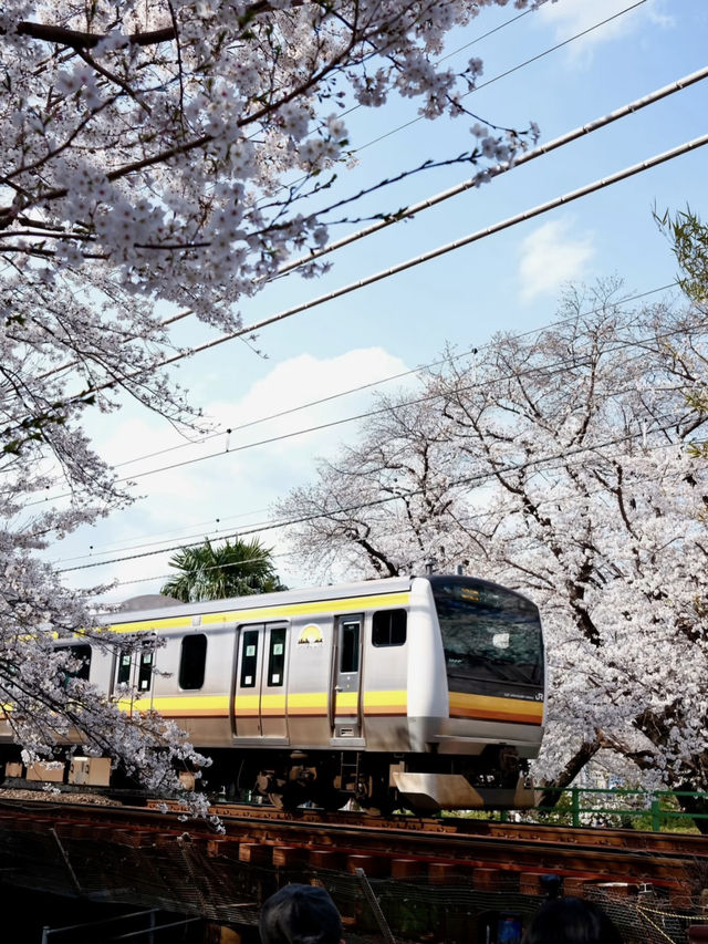 Tokyo's Cherry Blossom Heaven: Shukugawara 🌸✨