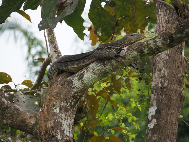 Wild & Wondrous: My Jungle Adventure on Kinabatangan River! 🌿🐘