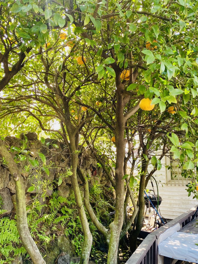 Blooming Bliss: A Spring Stroll Through Nonjinmul-ro 🌸