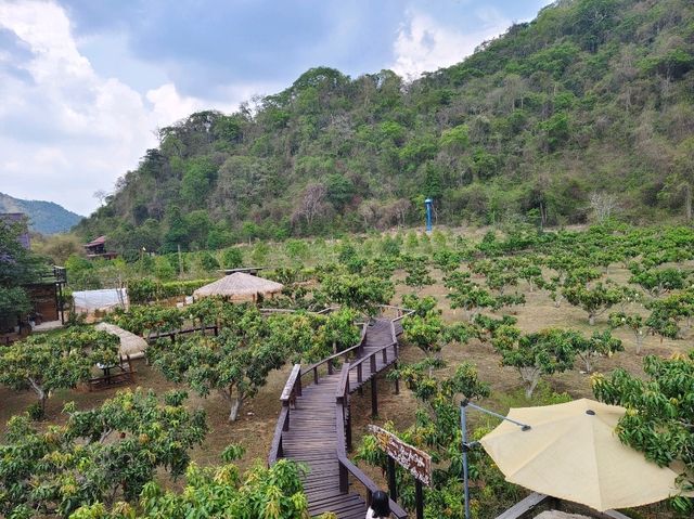 BAANKHAOFAE บ้านข้าวเฟ่