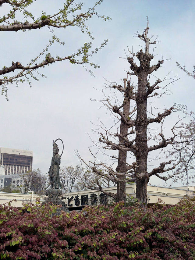 浪漫櫻花之旅：淺草寺一日遊
