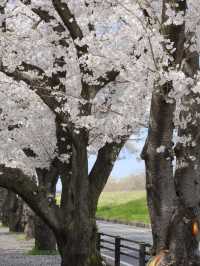 Tama River Embankment Sakura | Tokyo's Serene Riverside Blossom Escape