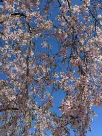 Kitakata Sakura | Fukushima's Hidden Sakura Gems